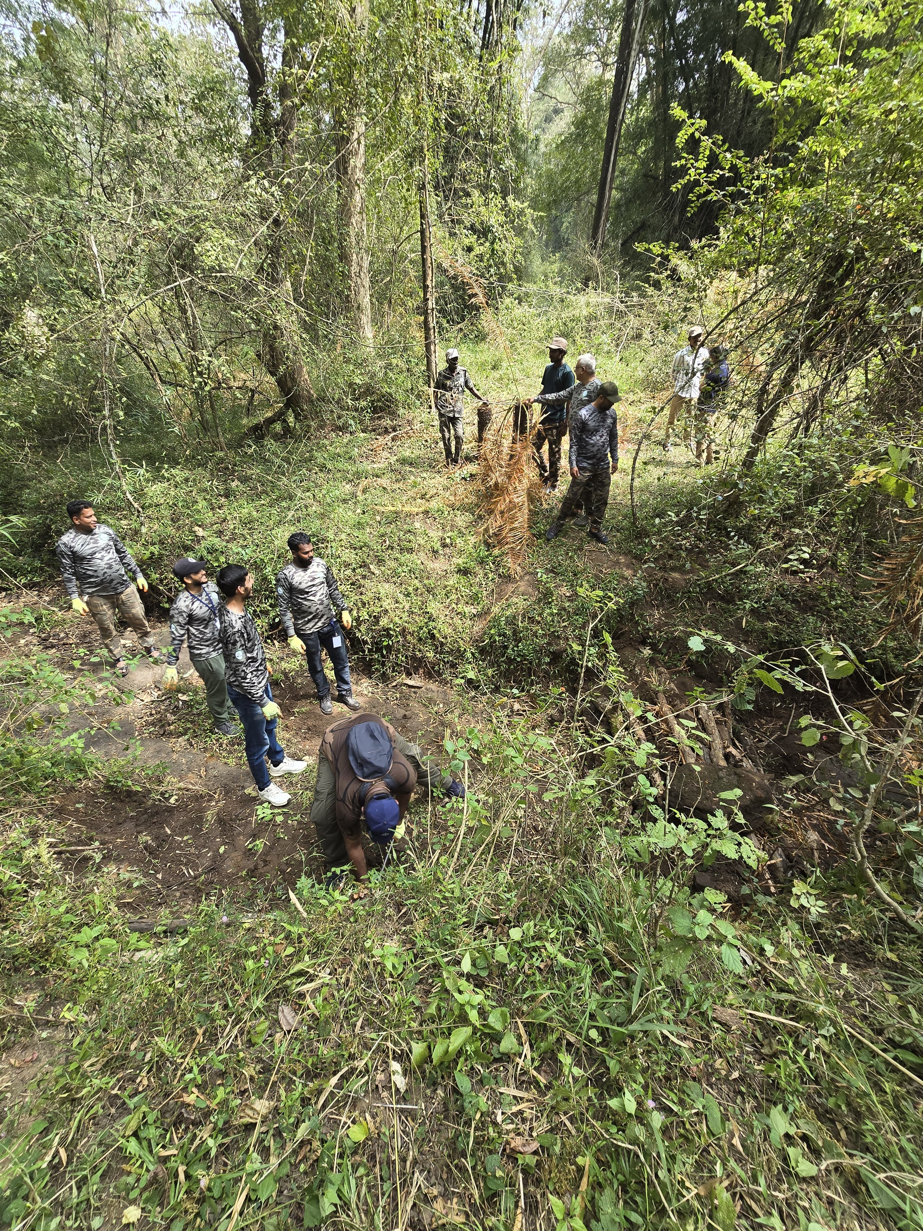 Forest restoration